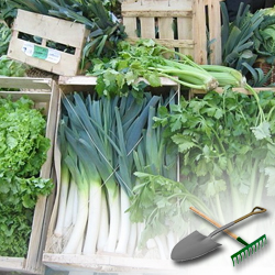 выращивание овощей в домашних условиях