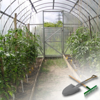 выращивание овощей в теплице