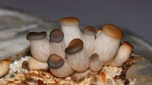 выращивание белых грибов дома
