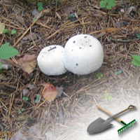 выращивание грибов дома