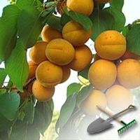 как выращивать абрикосы