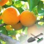 Как выращивать абрикосы на даче
