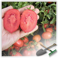 как собрать семена томатов
