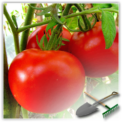 как хранить помидоры