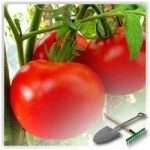 Как хранить помидоры: полезные советы дачникам