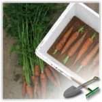 Как правильно хранить морковь: некоторые особенности