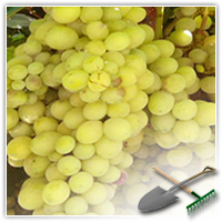 как хранить виноград