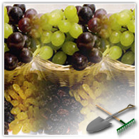 как хранить виноград