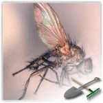 Борьба с луковой мухой: народные методы