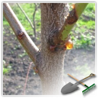 болезни персикового дерева