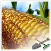 хранение кукурузы
