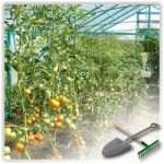выращивание помидоров в теплице