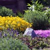 Цветы для альпийской горки: алисум, флокс, мускар