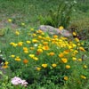 Цветы для альпийской горки: папоротник, эшшольция