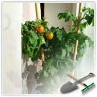выращивание томатов в домашних условиях