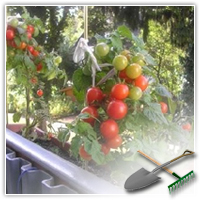 выращивание помидоров на подоконнике