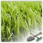 Газонная трава: как выбрать