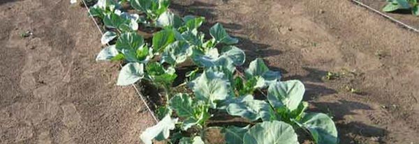 Выращивание брокколи: основные моменты
