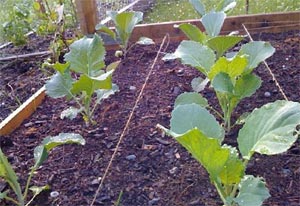 Выращивание брокколи в открытом грунте