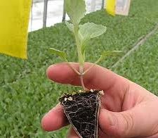 Технология выращивания капусты