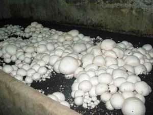 Выращивание белых грибов на даче