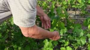 Посадка и выращивание винограда на даче