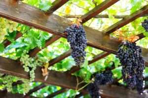 выращивание винограда на даче