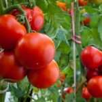 секреты выращивания томатов