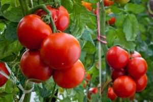 секреты выращивания томатов