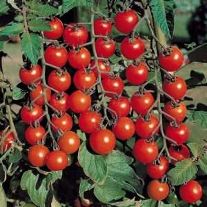 выращивание томатов в грунте