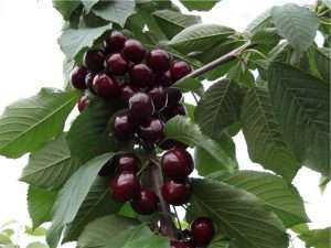 Сорт вишни «Тургеневка»