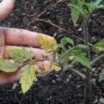 Почему сохнут и желтеют листья у рассады томатов