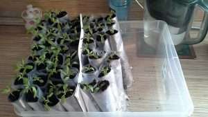 как посадить семена томатов на рассаду 