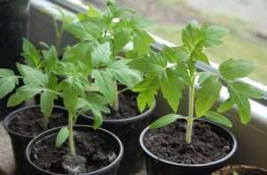 вырастить рассаду томатов в домашних условиях