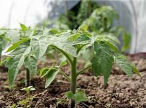 как вырастить хорошую рассаду томатов