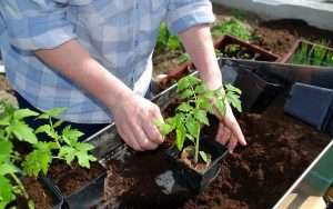 вырастить рассаду томатов в домашних условиях