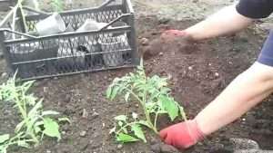 способы выращивания рассады томатов