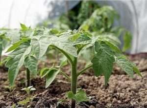 выращивание рассады томатов в теплице 