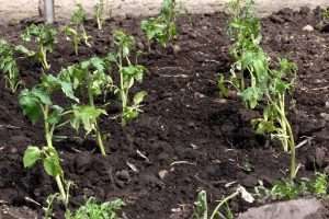 выращивание рассады томатов в теплице 