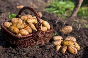 Повышение урожая картофеля