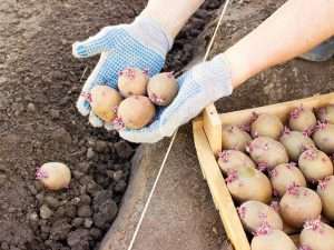 Kartofelviyule%E2%80%93posadkaivyrashchivaniye2 можно ли садить картофель в июле