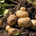 Сроки созревания картофеля