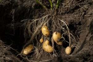 Период созревания картофеля