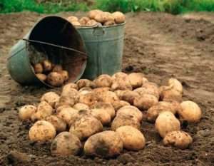 Вырастить урожай картофеля