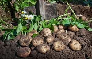 Большой урожай картофеля