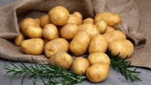 Сорт картофеля Гала