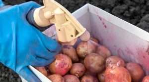 Обработка картофеля от колорадского жука перед посадкой