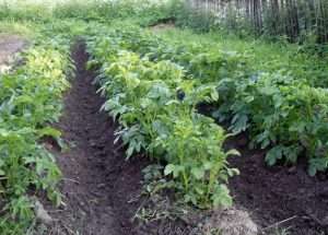 выращивание картофеля на даче