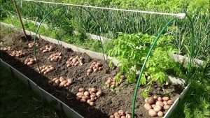 выращивание картофеля на даче