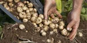 Выращивание картофеля на даче: способы, технология, особенности